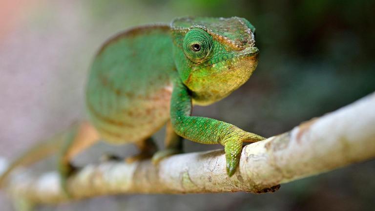 Madagascar ©Fabio Blanco