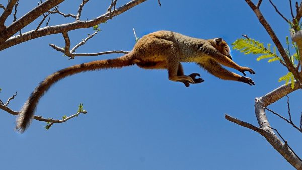 Lemure in salto Madagascar